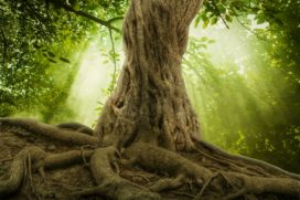 alnus - Onder de grootste boom groeit niets